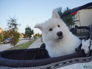 Alaskan Malamute dogs Xi Xi - Ad 11