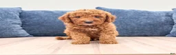 Mini Goldendoodle dogs for sale: Milo - Ad 1