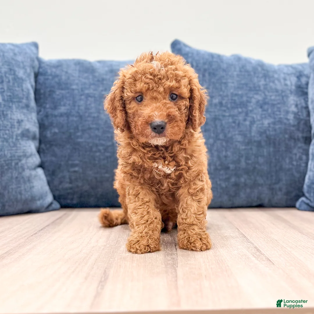 Mini Goldendoodle dogs for sale: Milo - Ad 1