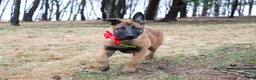 Belgian Malinois dogs for sale: Aria - Ad 5