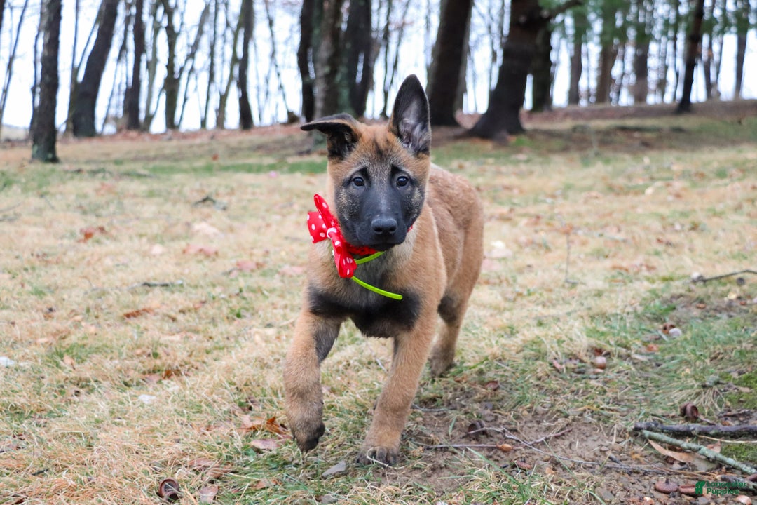Belgian Malinois dogs for sale: Aria - Ad 5