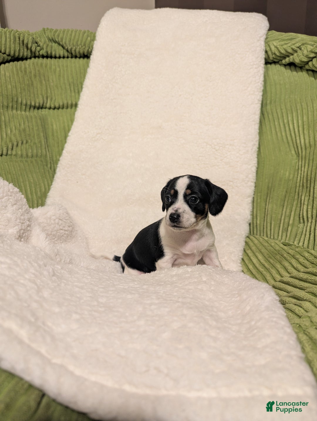 Mixed Breed dogs for sale: Pixie - Ad 3