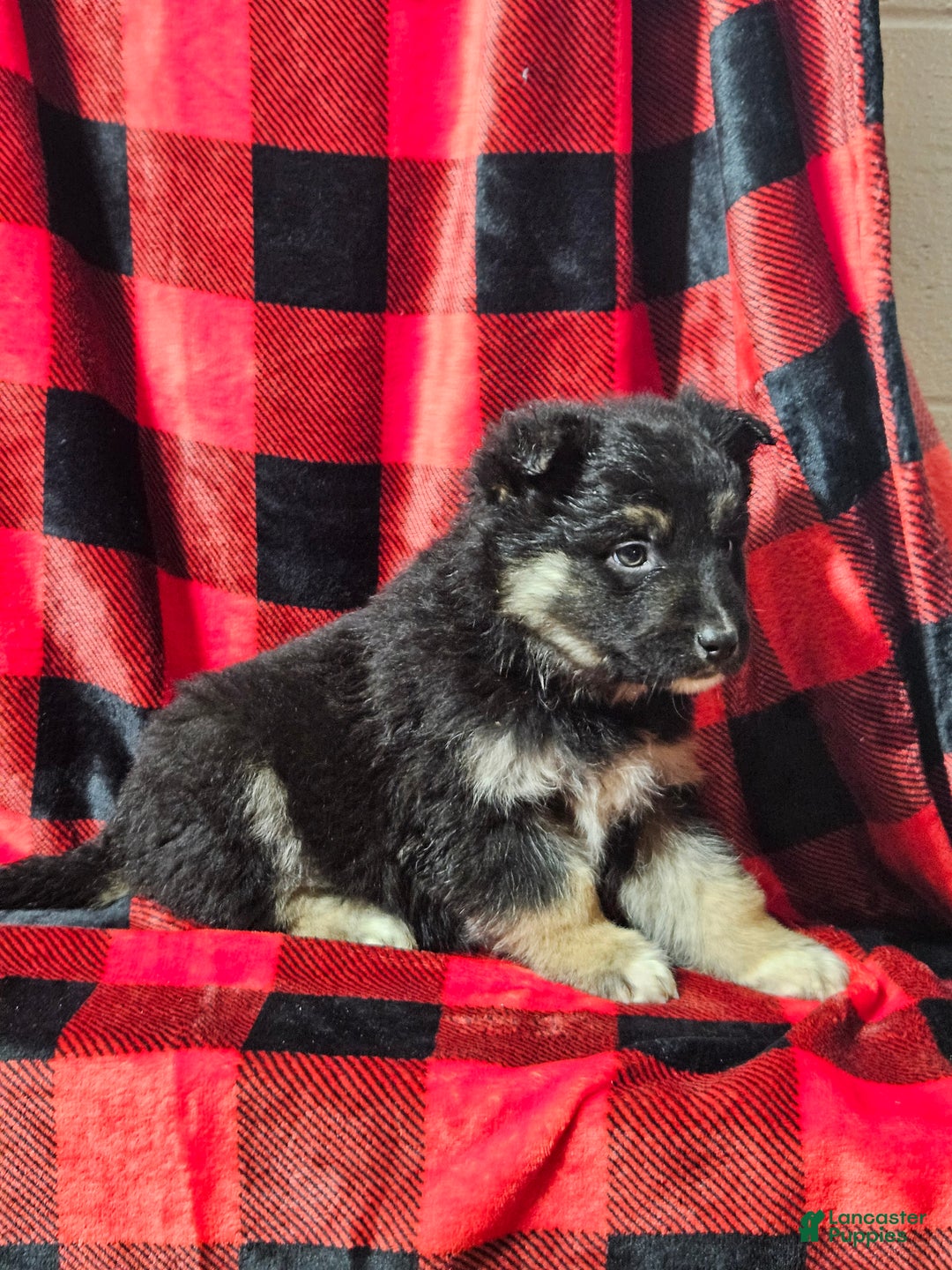 Mixed Breed dogs for sale: Brady - Ad 7