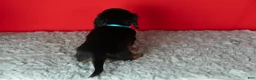 Miniature Dachshund dogs for sale: Oscar - Ad 4