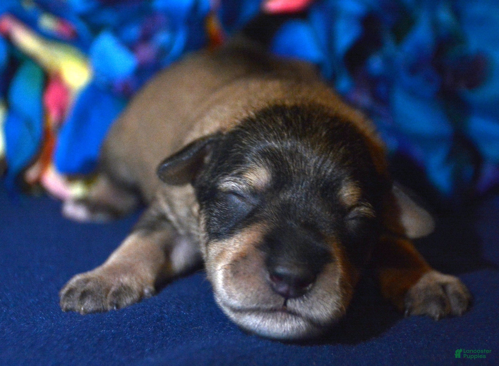 Miniature Schnauzer dogs Miniature Schnauzer Marty - Ad 19