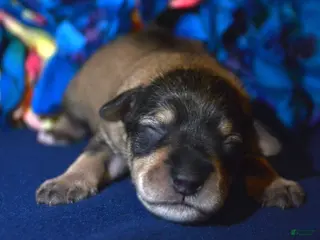 Miniature Schnauzer dogs Miniature Schnauzer Marty - Ad 19