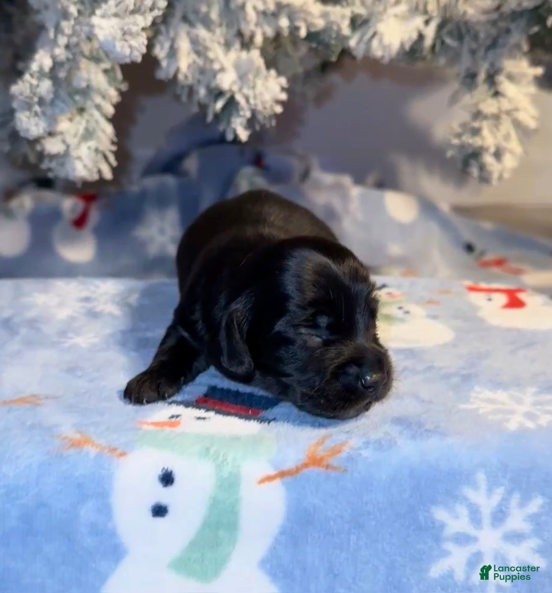 Miniature Dachshund dogs for sale: Lucas - Ad 5