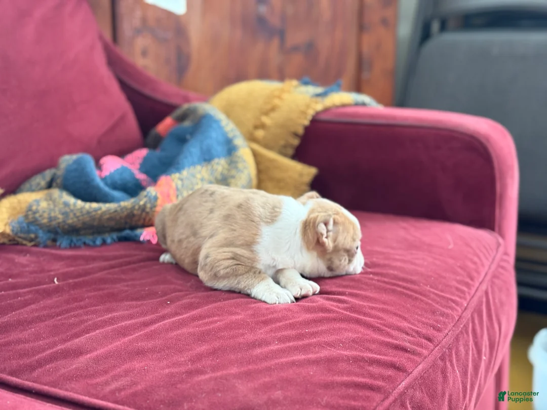 Boston Terrier dogs for sale: Billy - Ad 11