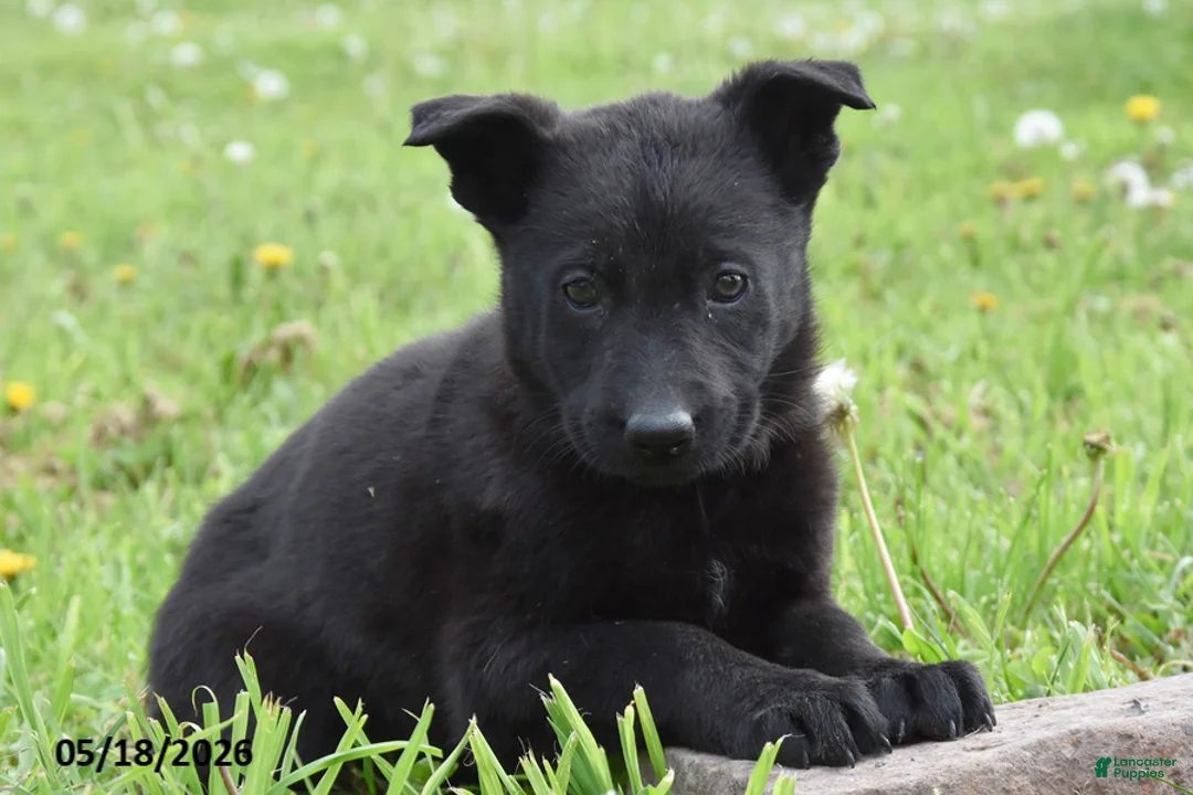 German Shepherd dogs for sale: Roxy - Ad 2