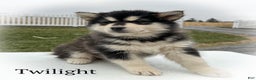 Alaskan Malamute dogs for sale: Twilight  - Ad 2