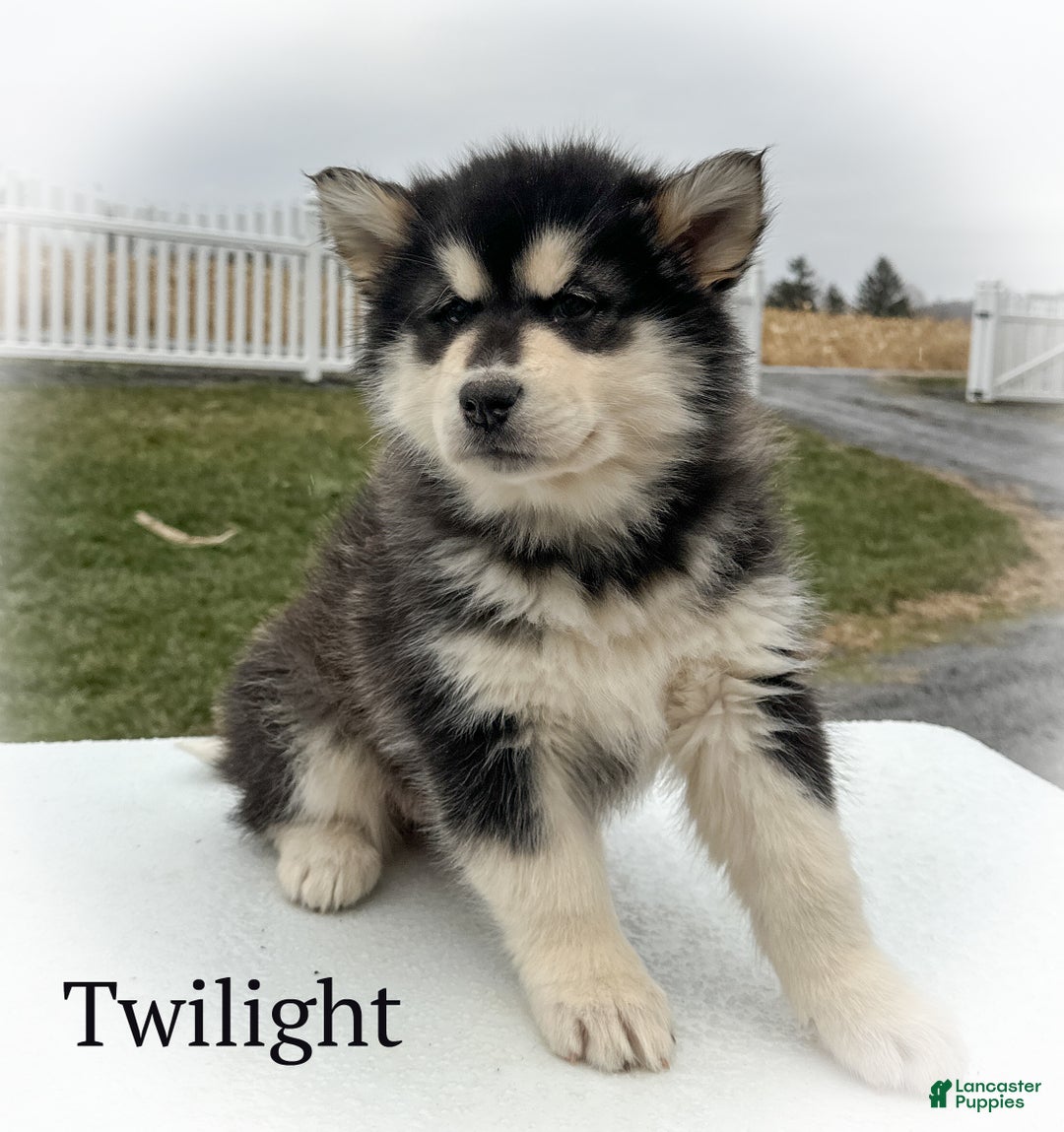 Alaskan Malamute dogs for sale: Twilight  - Ad 2