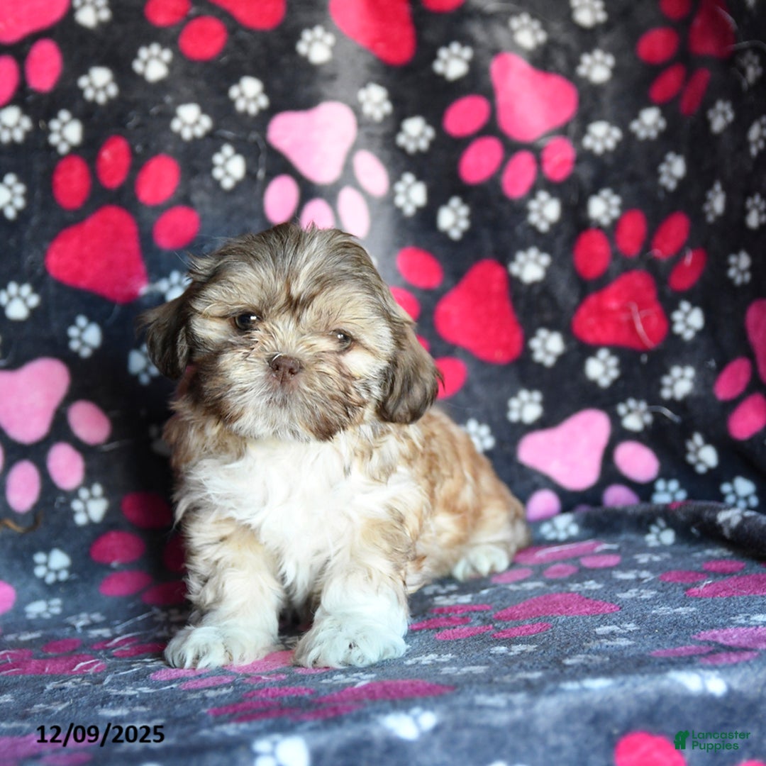 Shihpoo dogs for sale: Madison - Ad 4