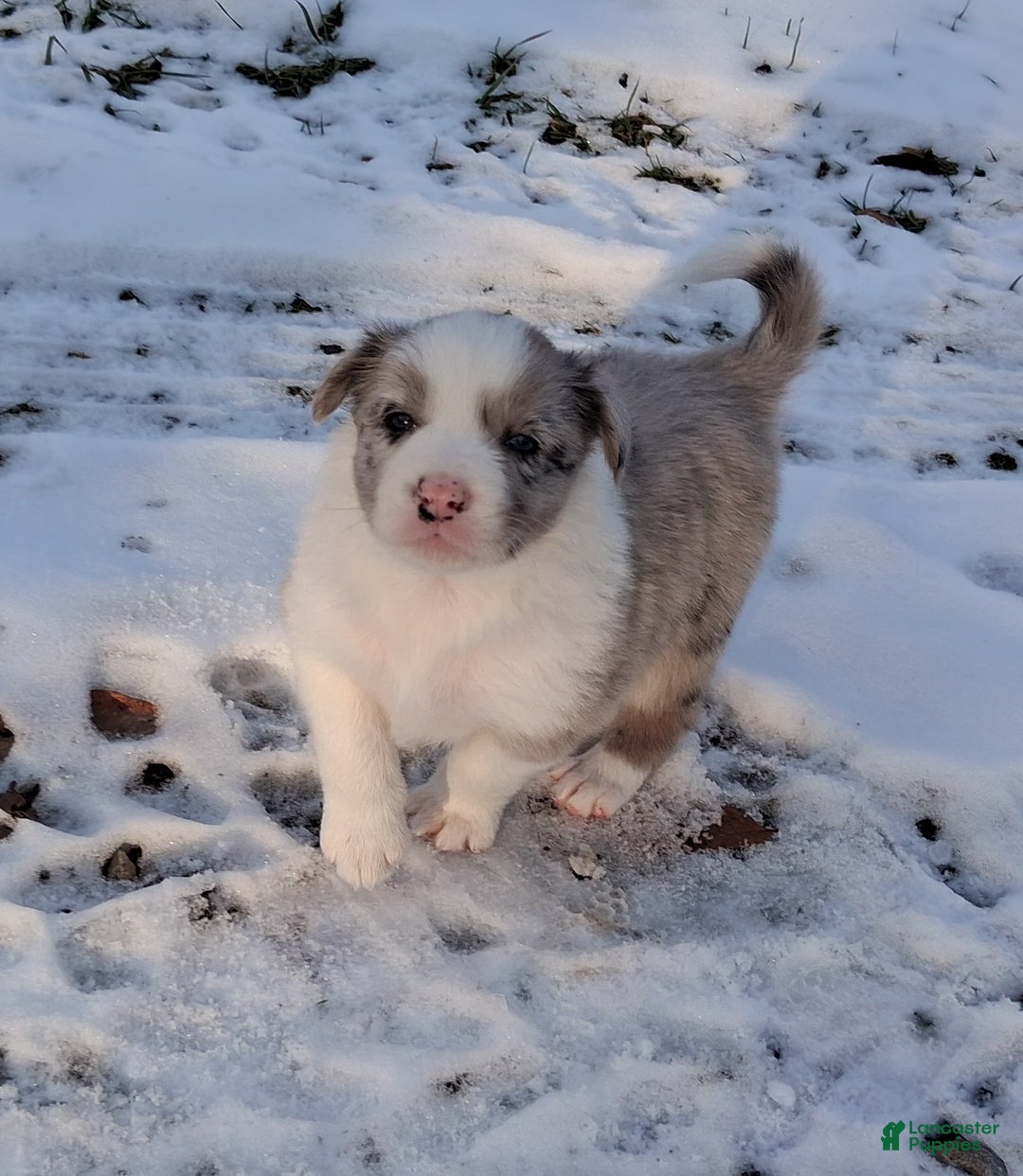 Border Collie dogs for sale: Rex - Ad 3