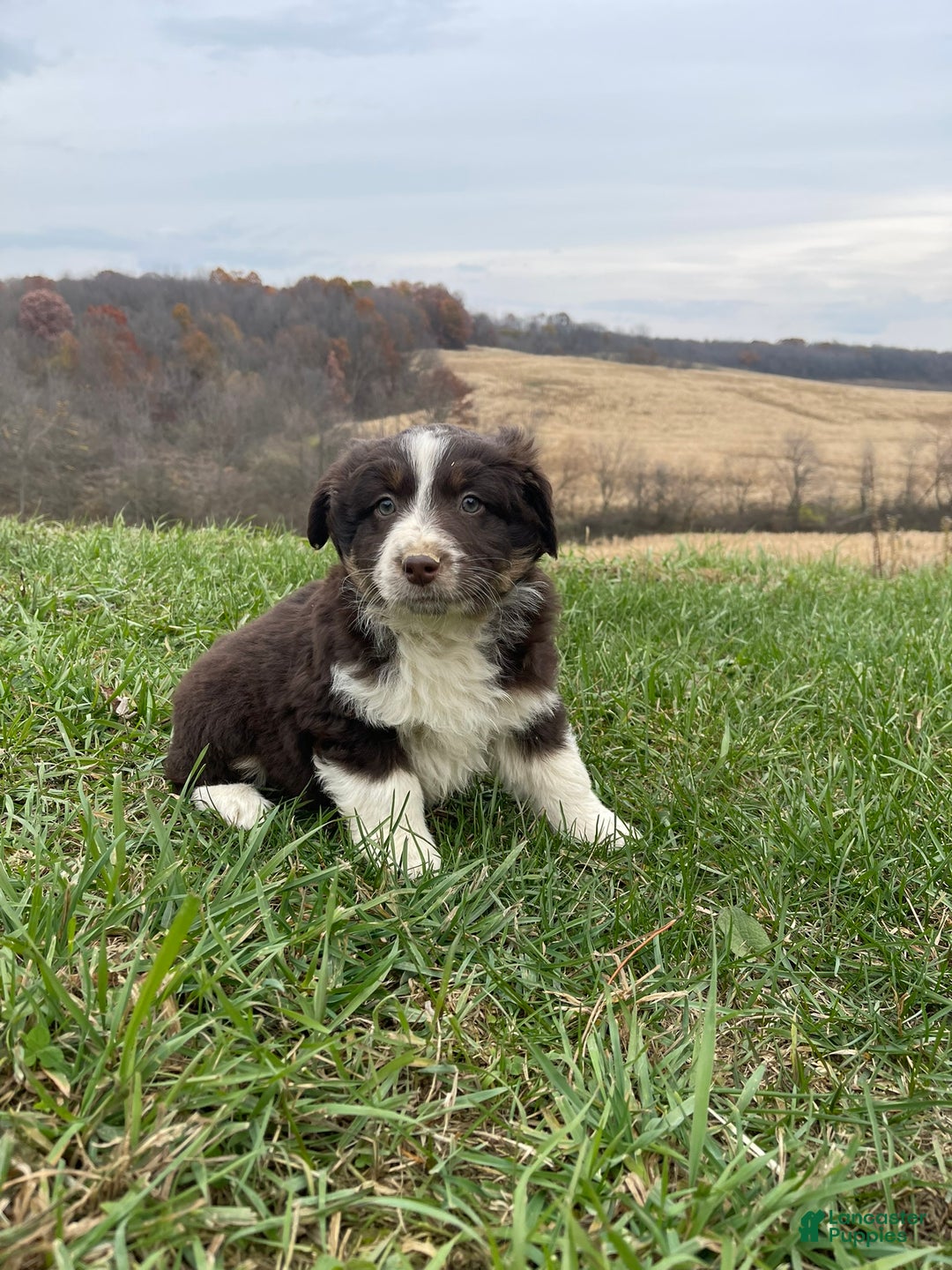 Australian Shepherd dogs for sale: Buddy - Ad 1