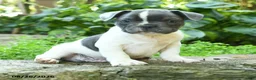 French Bulldog dogs for sale: Pierre - Ad 4