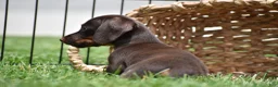 Miniature Dachshund dogs for sale: Bo - Ad 7