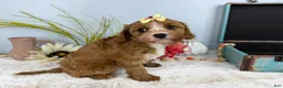 Cavapoo dogs for sale: Zoe  - Ad 5