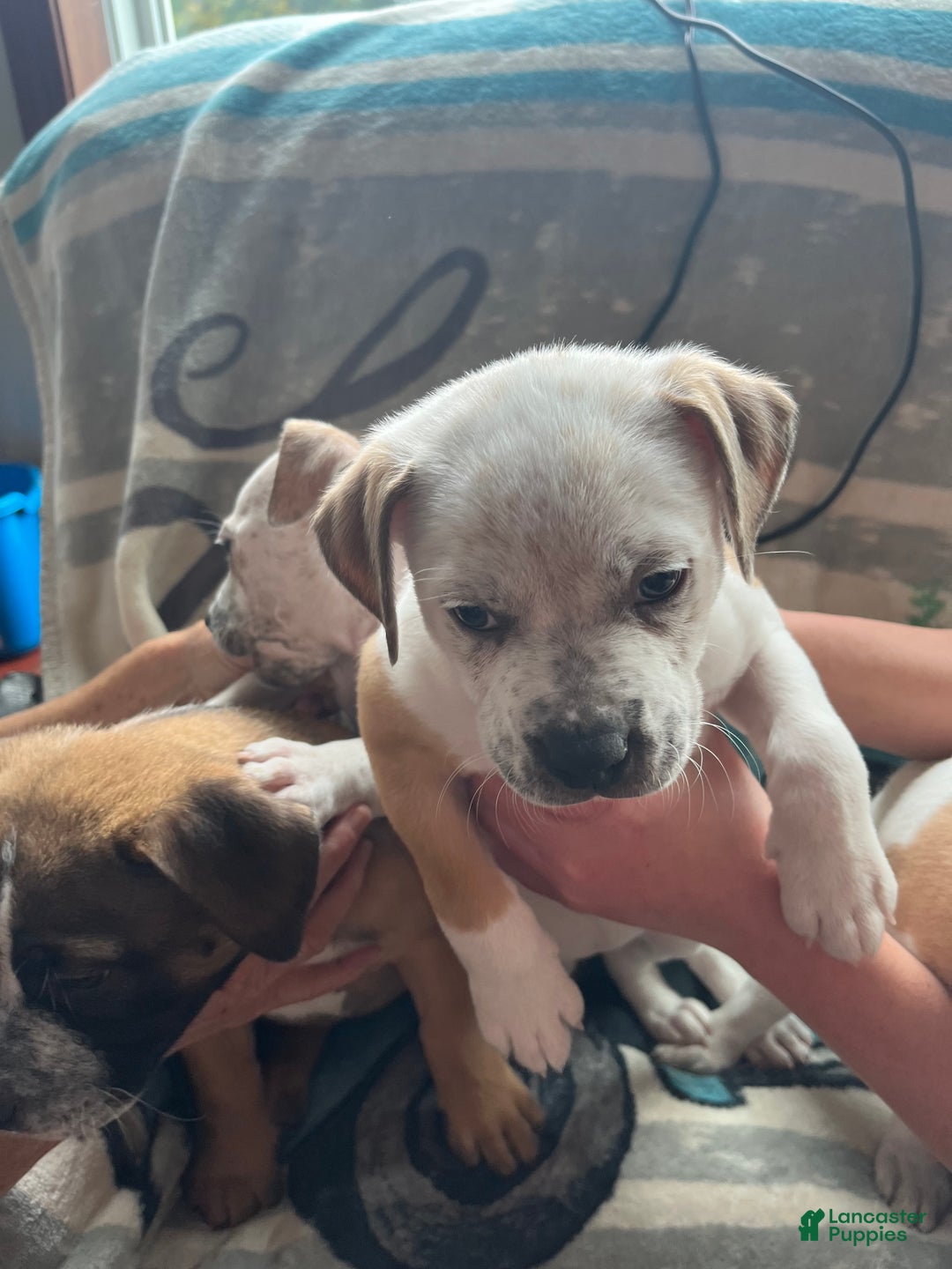 Mixed Breed dogs for sale: Mixed Breed Puppy 6 - Ad 13