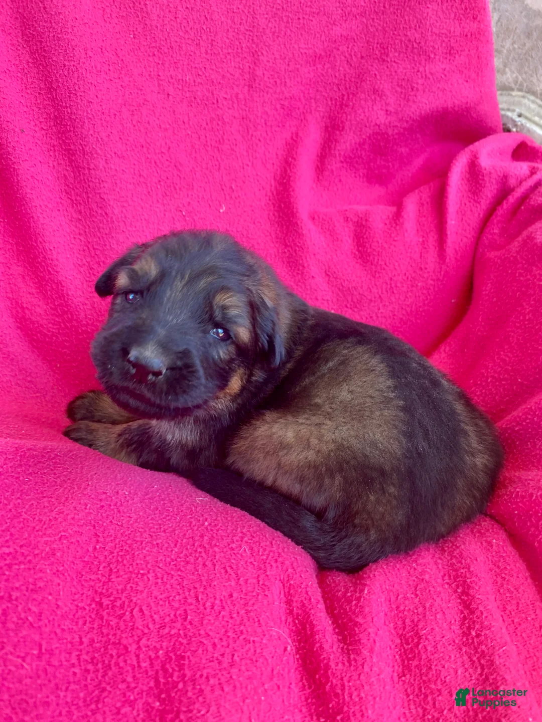 German Shepherd dogs for sale: German Shepherd Puppy 8 - Ad 2