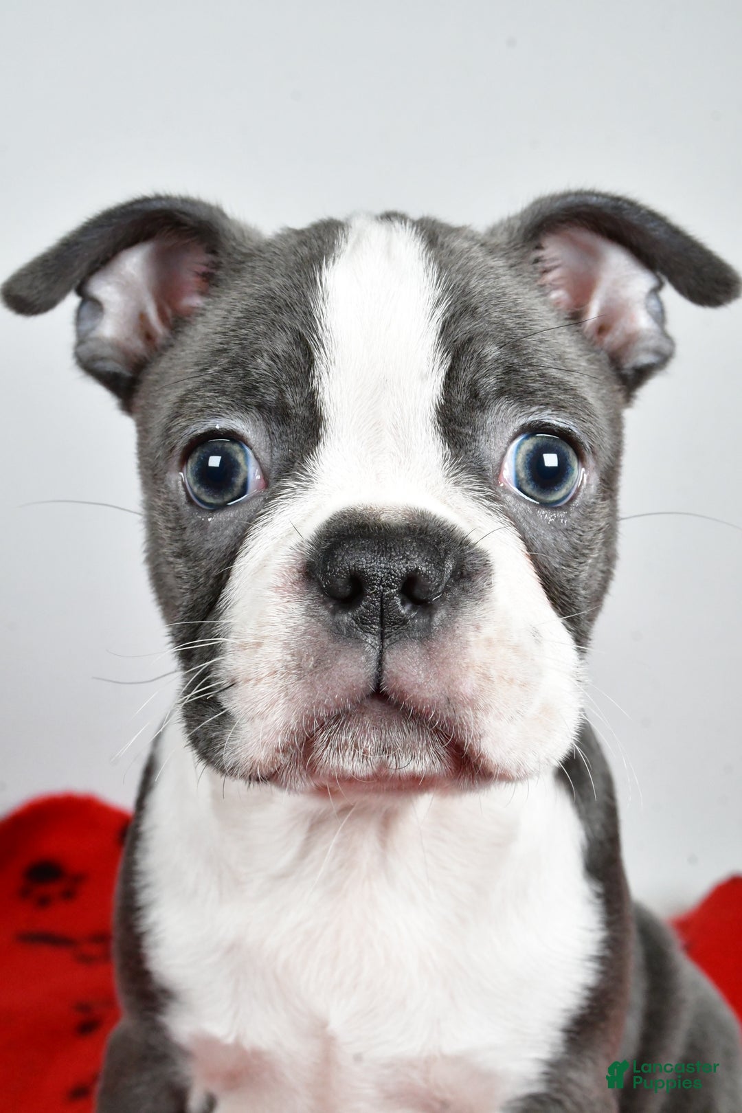 Boston Terrier dogs for sale: Tessa - Ad 12