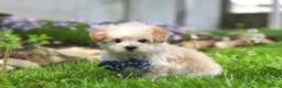 Maltipoo dogs for sale: Finn - Ad 3
