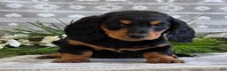 Miniature Dachshund dogs for sale: Donny - Ad 9