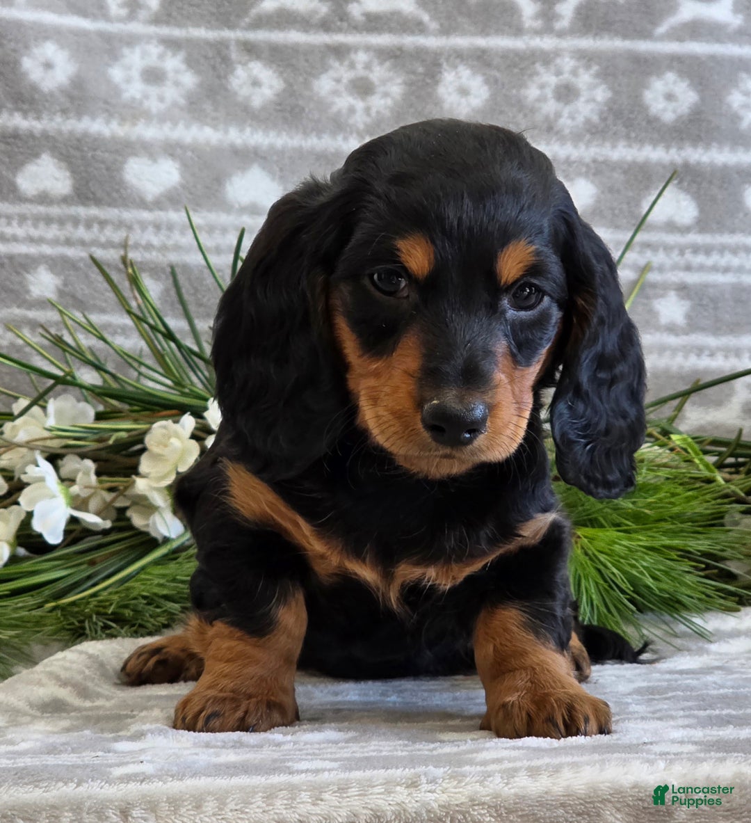 Miniature Dachshund dogs for sale: Donny - Ad 9