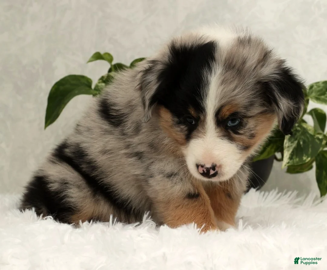 Miniature Australian Shepherd dogs for sale: Stormy - Ad 9