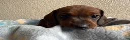 Dachshund dogs for sale: Sophie  - Ad 5