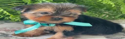 Yorkshire Terrier dogs for sale: Sushi - Ad 7