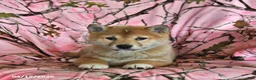 Shiba Inu dogs for sale: Riley Jake - Ad 4