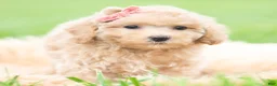 Toy Poodle dogs for sale: Sparkle AKC - Ad 6