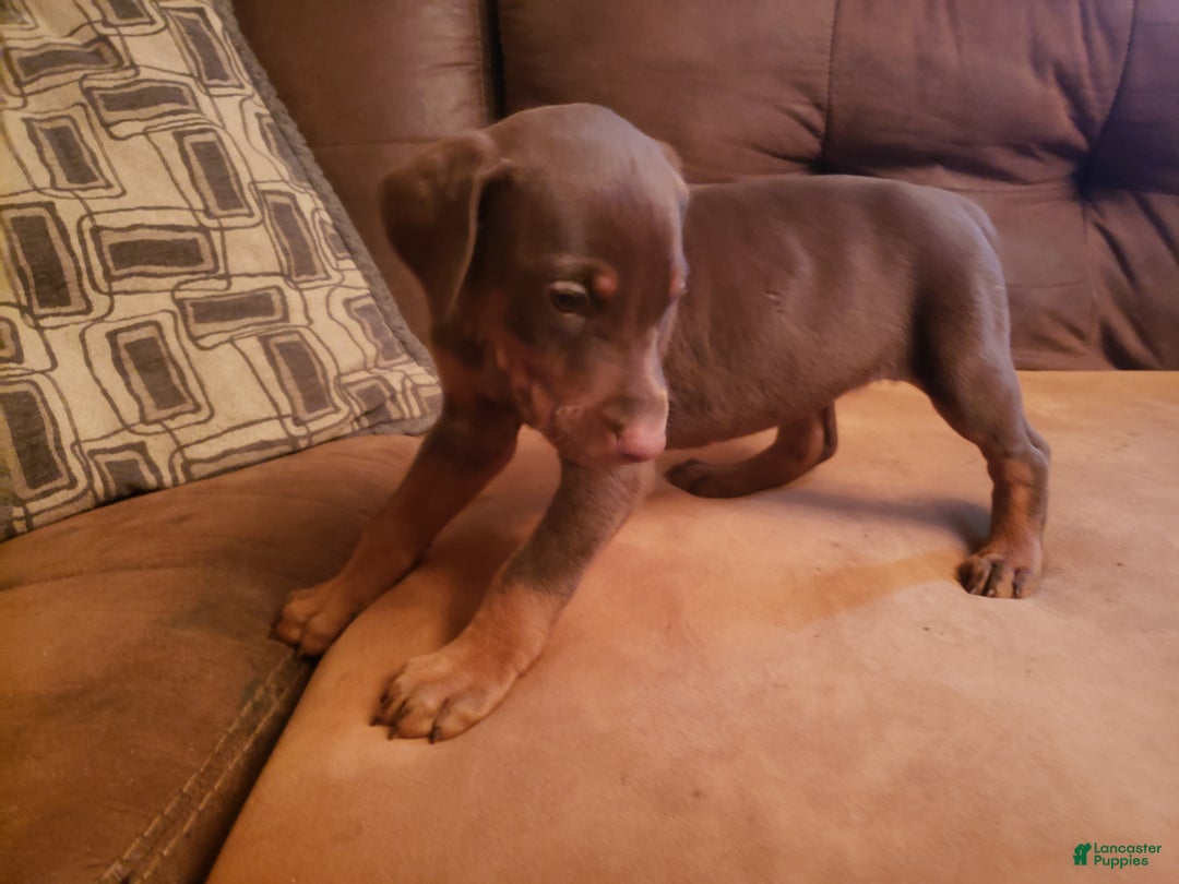 Doberman Pinscher dogs for sale: Enea - Ad 2