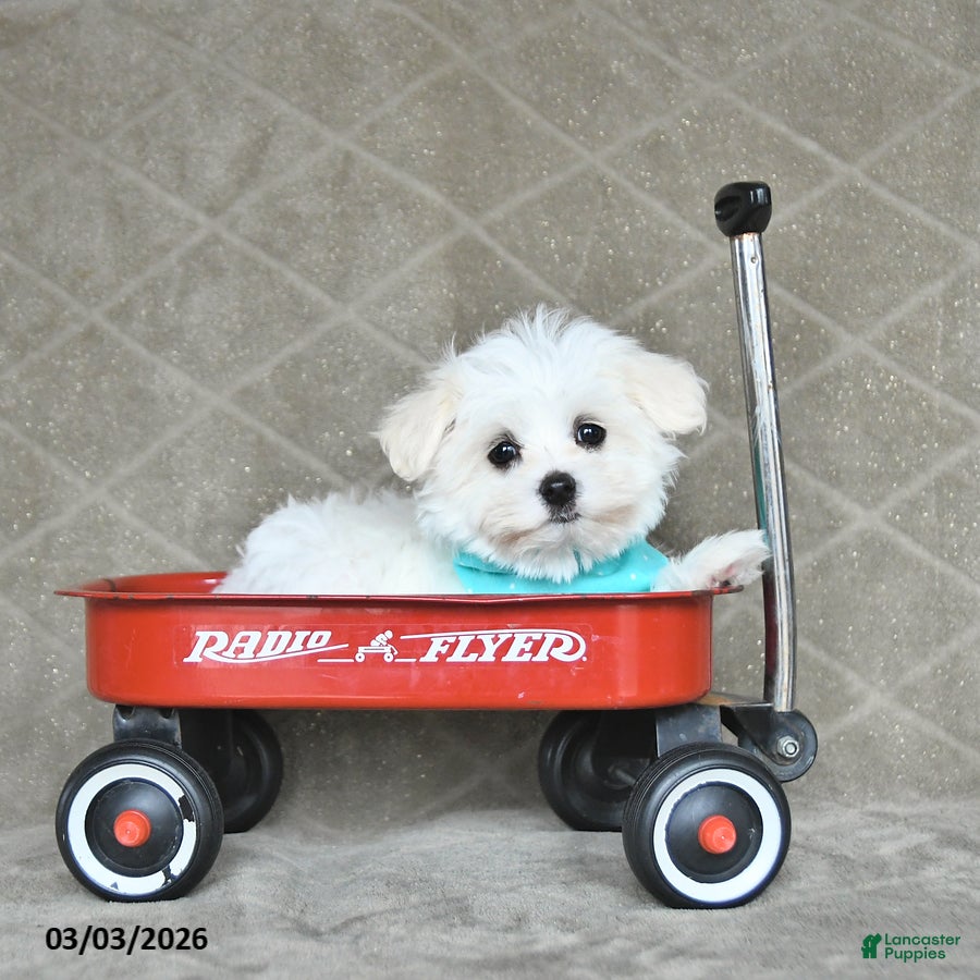 Maltese dogs Beau - Ad 2