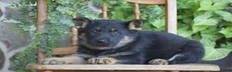 German Shepherd dogs for sale: Maddie - Ad 3