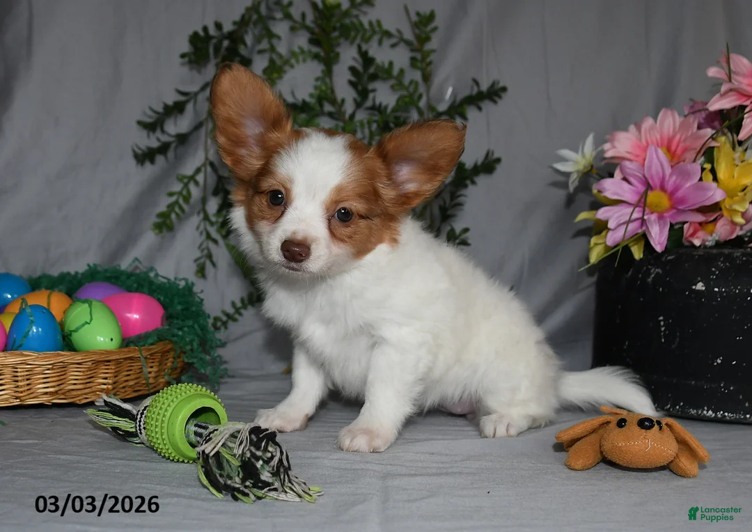 Papillon dogs for sale: Bonita - Ad 2