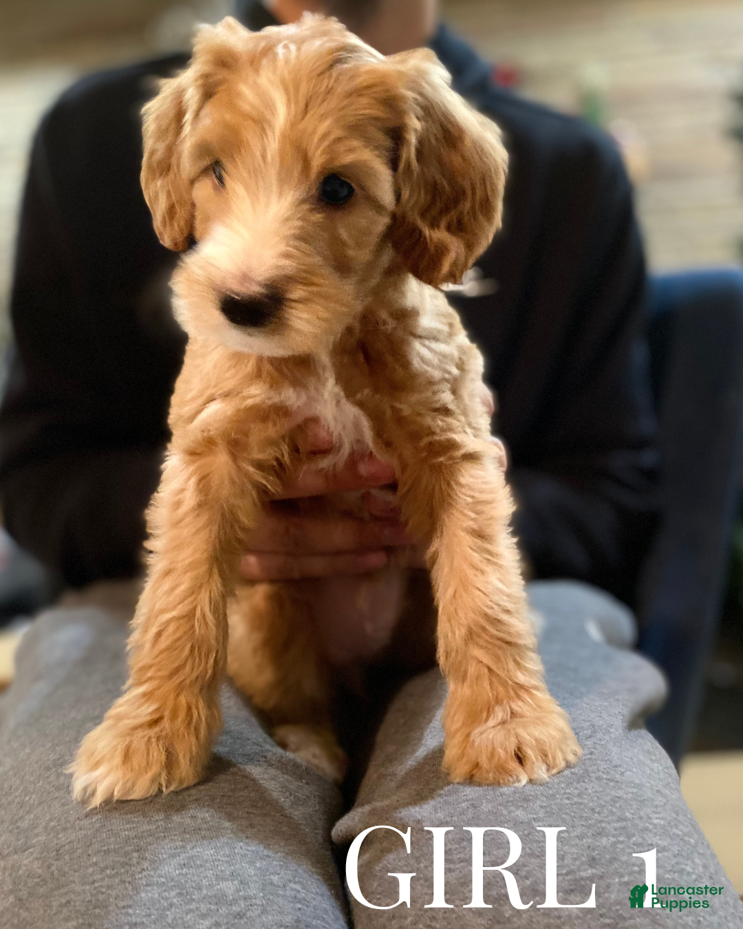 Mini Goldendoodle dogs for sale: Mini Goldendoodle Puppy 3 - Ad 2