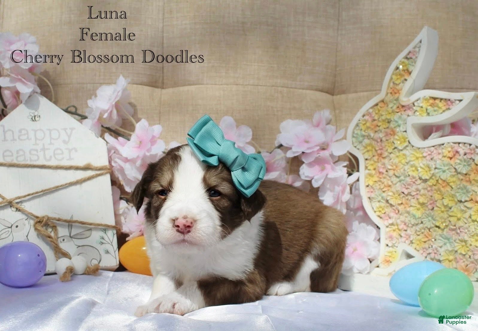 Bordoodle dogs Luna - Ad 5