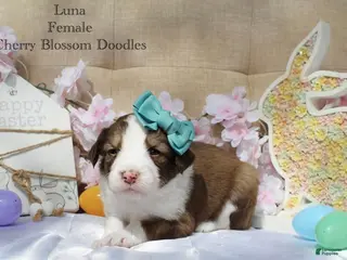 Bordoodle dogs Luna - Ad 5