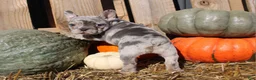 Mixed Breed dogs for sale: Cleo - Ad 5
