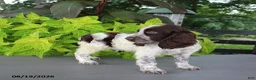 English Springer Spaniel dogs for sale: Mooney - Ad 4