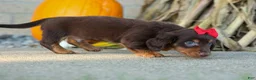 Miniature Dachshund dogs for sale:  Zane 🦴 - Ad 9