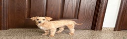 Maltipoo dogs for sale: Bennie - Ad 5