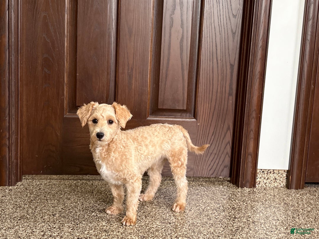 Maltipoo dogs for sale: Bennie - Ad 5