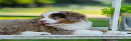 Miniature Australian Shepherd dogs for sale: Bingo - Ad 2