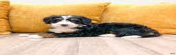 Mini Bernedoodle dogs for sale: King - Ad 6