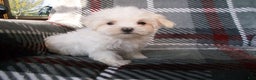 Maltese dogs for sale: Sarah - Ad 1