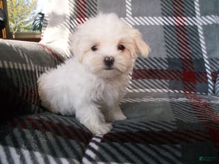 Maltese dogs Sarah - Ad 37