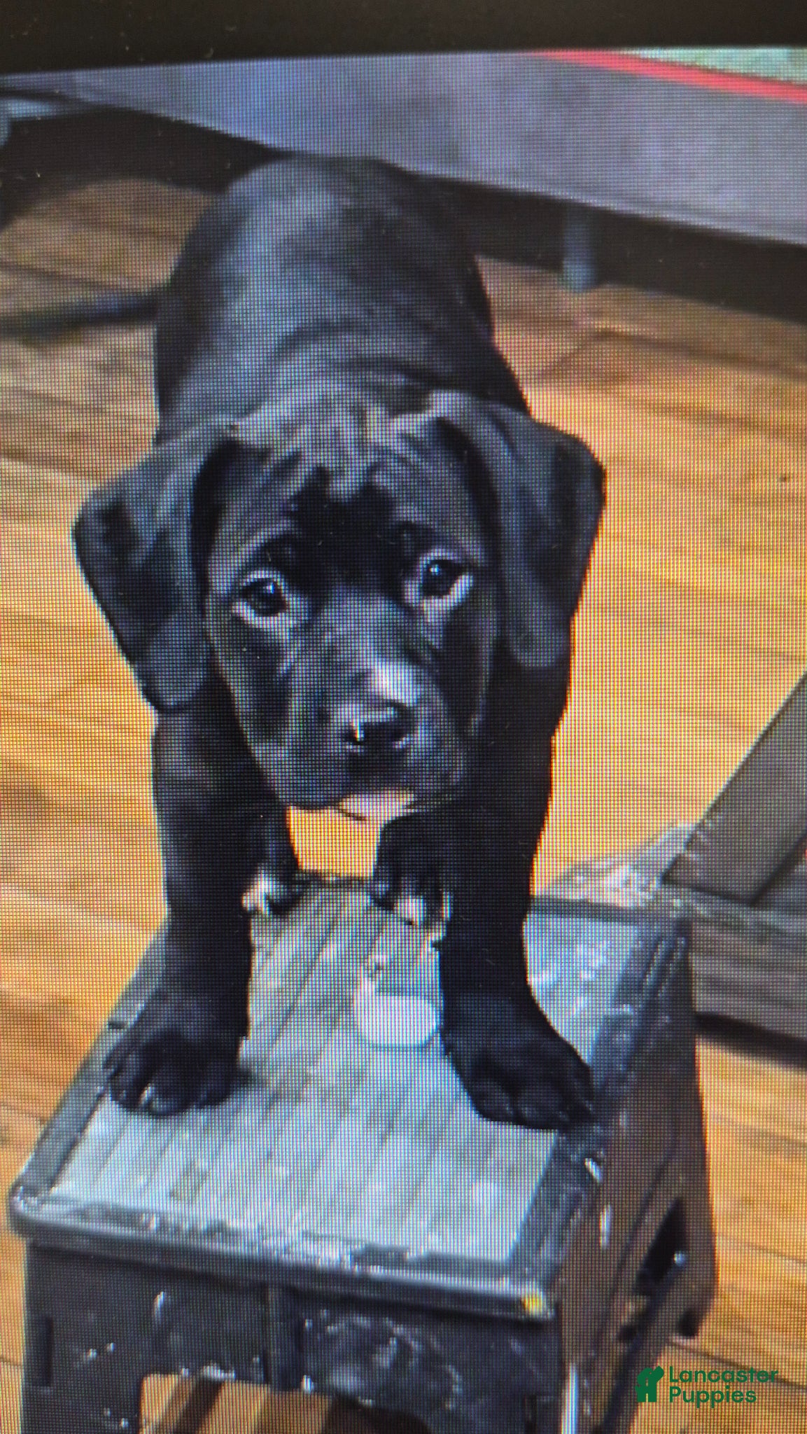 Mixed Breed dogs Mia - Ad 1