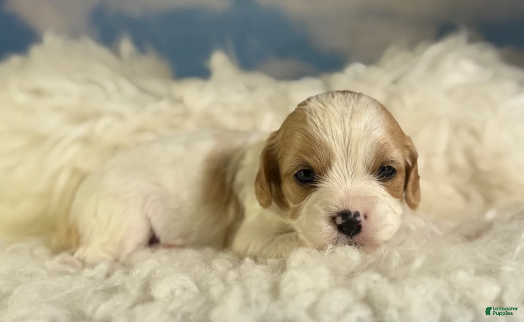 Cavapoo dogs for sale: Nutmeg - Ad 1